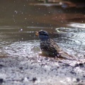 White Crowned Sparrow Taking Bath 1186