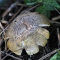 Jefferson County Oregon Mushroom 149