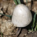mushroom 050