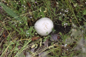 mushroom 172