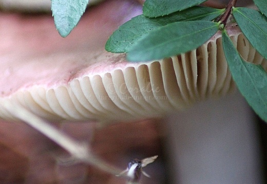 Mushrooms - display this album Mushrooms