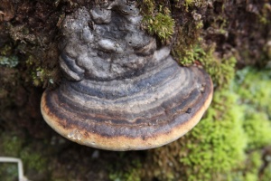 mushroom 2742