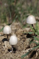 mushrooms 068