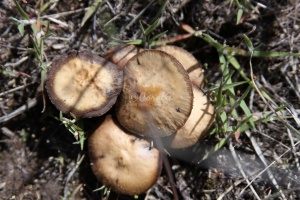 mushrooms 419