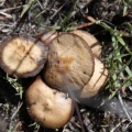 mushrooms 419