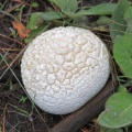 puff ball mushroom 198