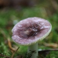 Wild mushroomt 611