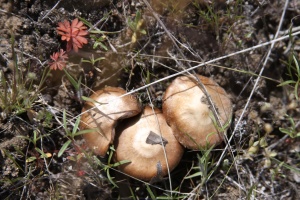 wild mushrooms 954