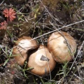 wild mushrooms 954