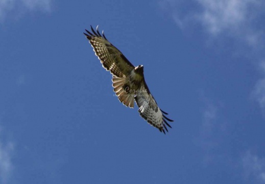 Birds Of Prey - display this album Birds Of Prey