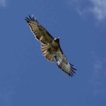 181red tailed hawk twitter