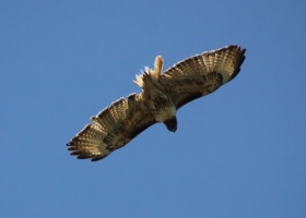 Red Tailed Hawk 301twitter