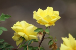Yellow Rose Flowers 859