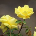 Yellow Rose Flowers 859