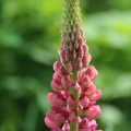 Lupine Flower