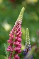 Lupine Flower