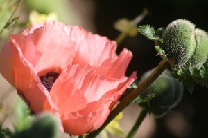 Poppy Flower Blooms