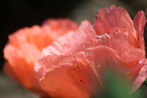 Poppy Flower Blooms