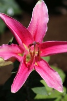 Stargazer Lily Flower 039