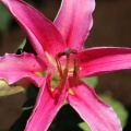 Stargazer Lily Flower 039