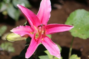 Stargazer Lily Flower 043