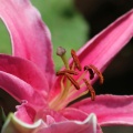 Stargazer Lily Flower