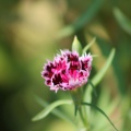 Dianthus Flower