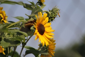 Sunflower 494