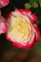 Rose Flower 153