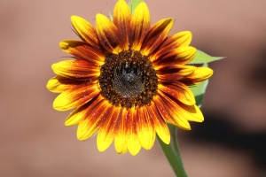 Flashy Sunflowers