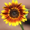 Flashy Sunflowers