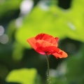 Poppy Flower