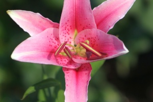 lily flower 008