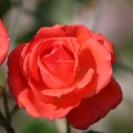 rose flower bloom