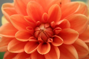 orange dahlia flower boom 034