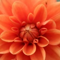 orange dahlia flower boom 034