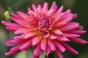 dahlia flower bloom 040
