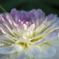 white blended colors of the dahlia flower 011.jpg