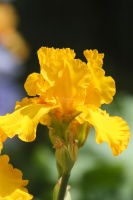 bearded iris flowers 3032