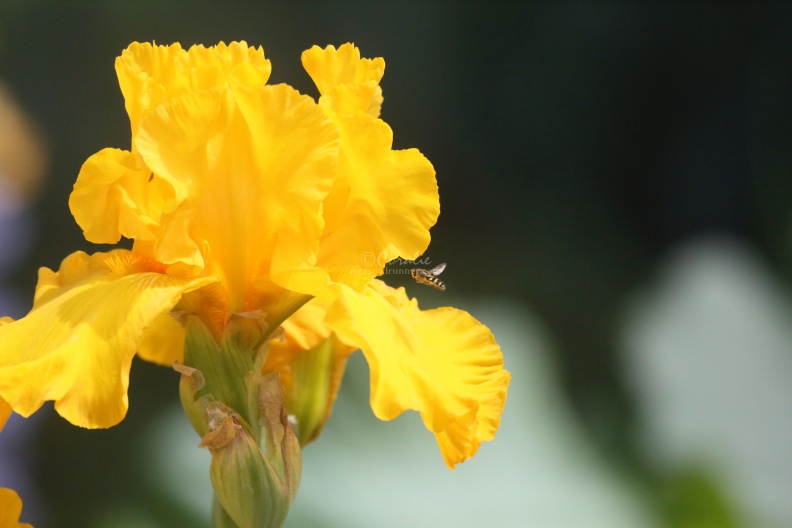 hoverfly on the  tall bearded iris flower 311.jpg