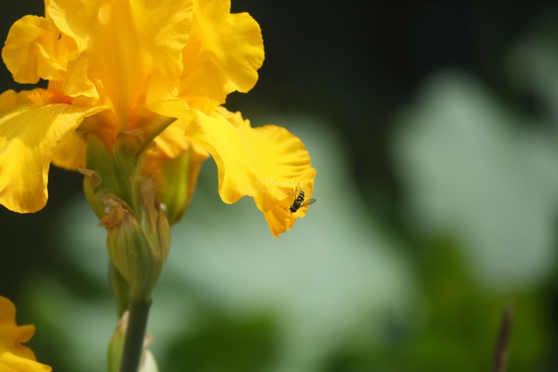 hoverfly on the tall bearded iris flower 305.jpg