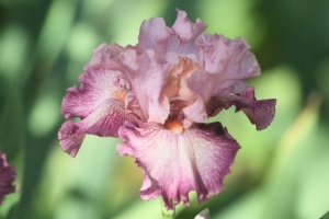 Tall Bearded Iris Flower 013