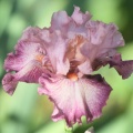 Tall Bearded Iris Flower 013