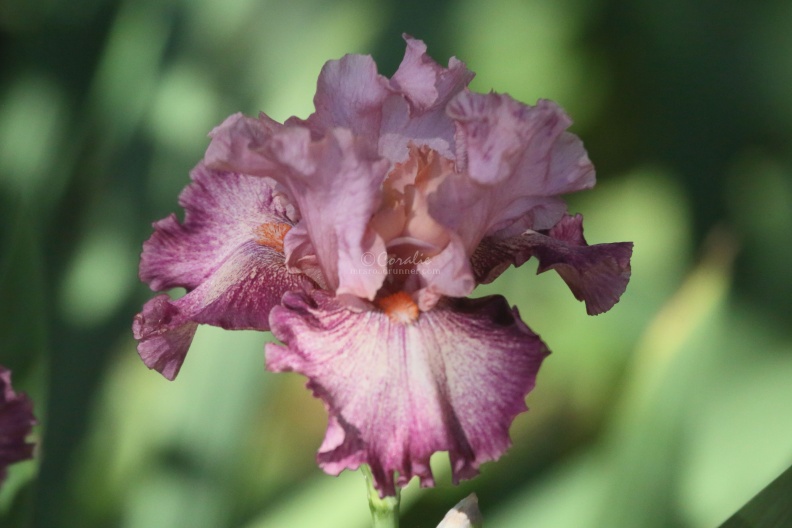 tall bearded iris flower 014.jpg