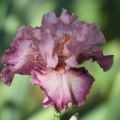 tall bearded iris flower 014