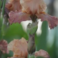 tall bearded iris flower 030
