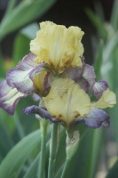 tall bearded iris flower 032