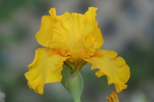 tall bearded iris flower 033