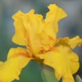 tall bearded iris flower 035