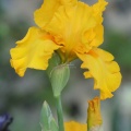 tall bearded iris flower 038
